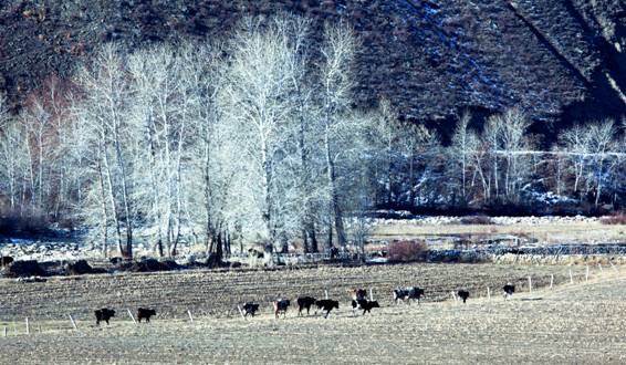 "Prairie"